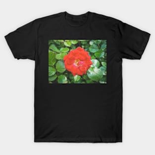 Red Rose T-Shirt